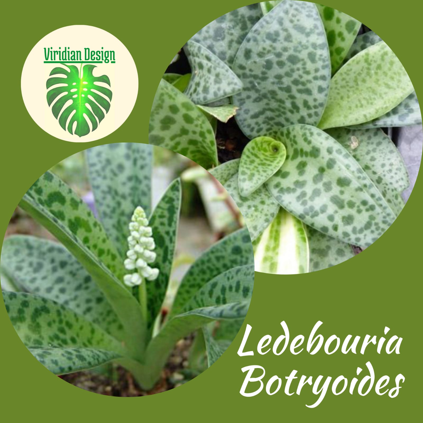 Ledebouria botryoides en canasta en casa
