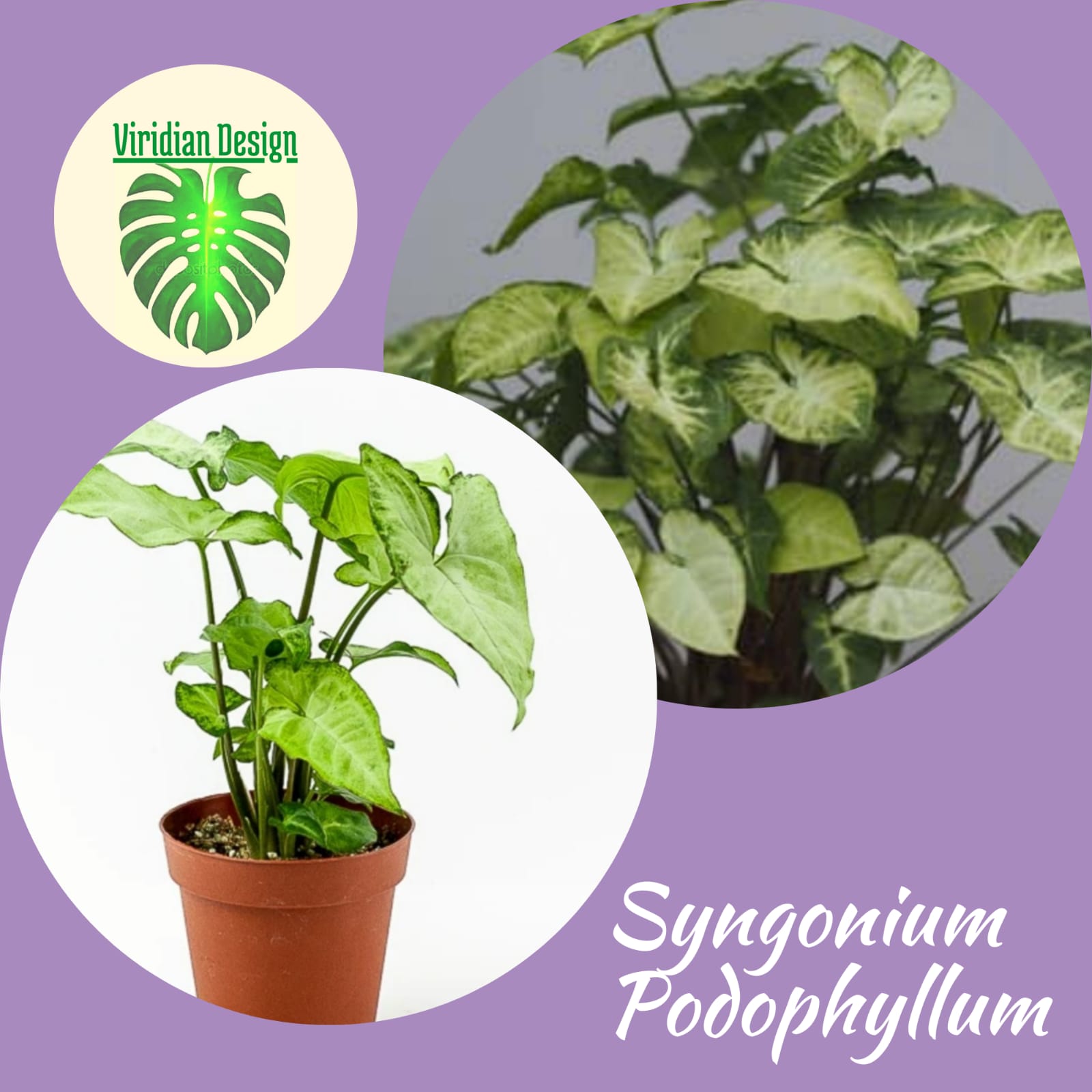 Syngpnium Podophyllum en canasta en casa